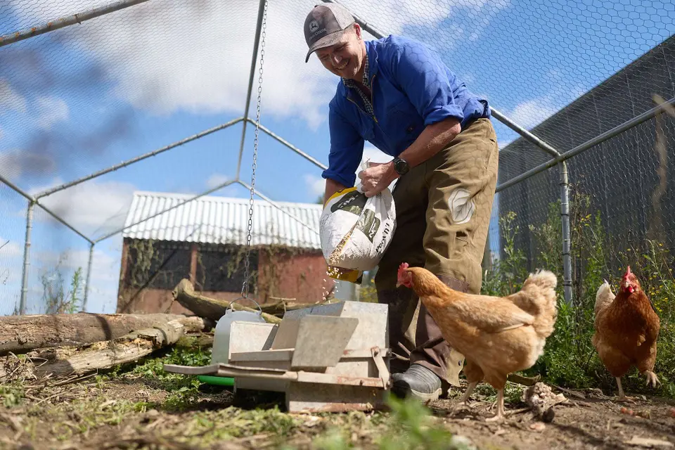 A person in a blue shirt feeds chickens in an outdoor pen, pouring feed from a sack into a container, with two hens nearby.