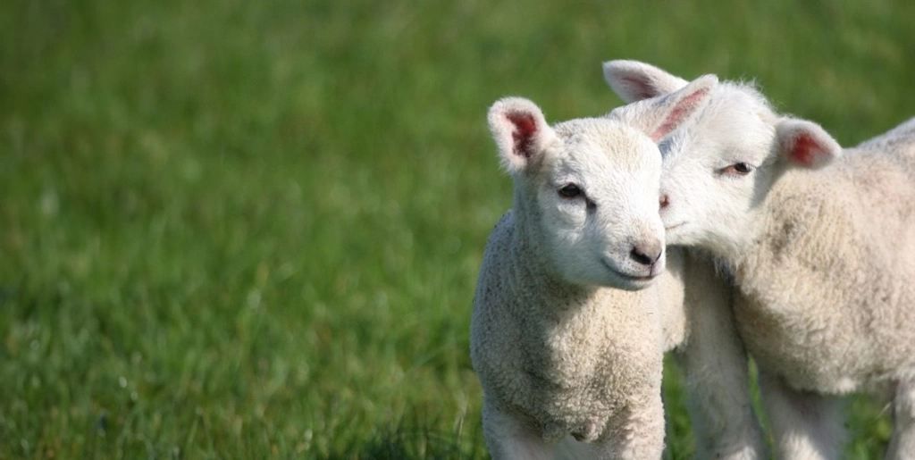 Pre lamb drenching guide