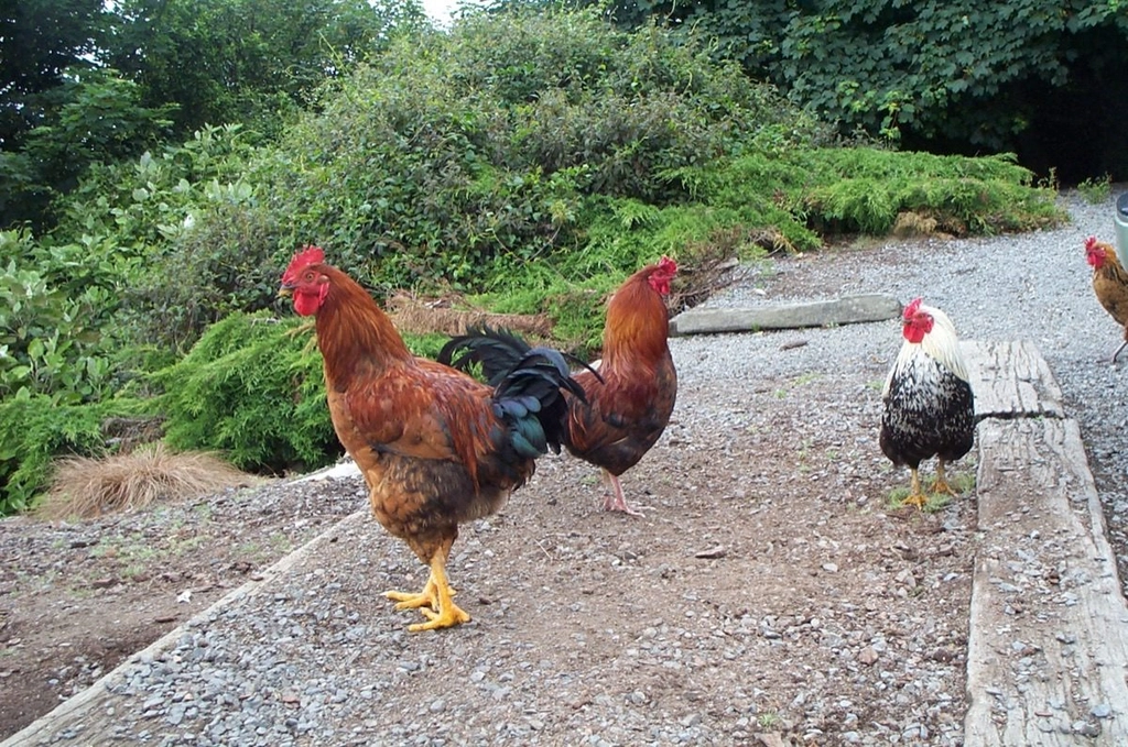 Caring laying chickens