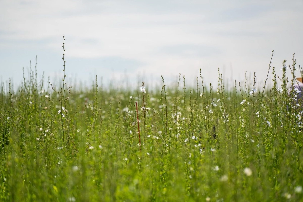 Wild spring weather planning