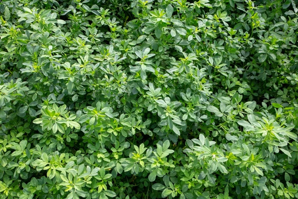 Growing lucerne forage quality
