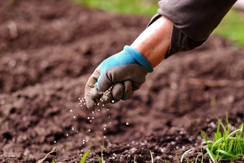 Establishing maintaining lawn