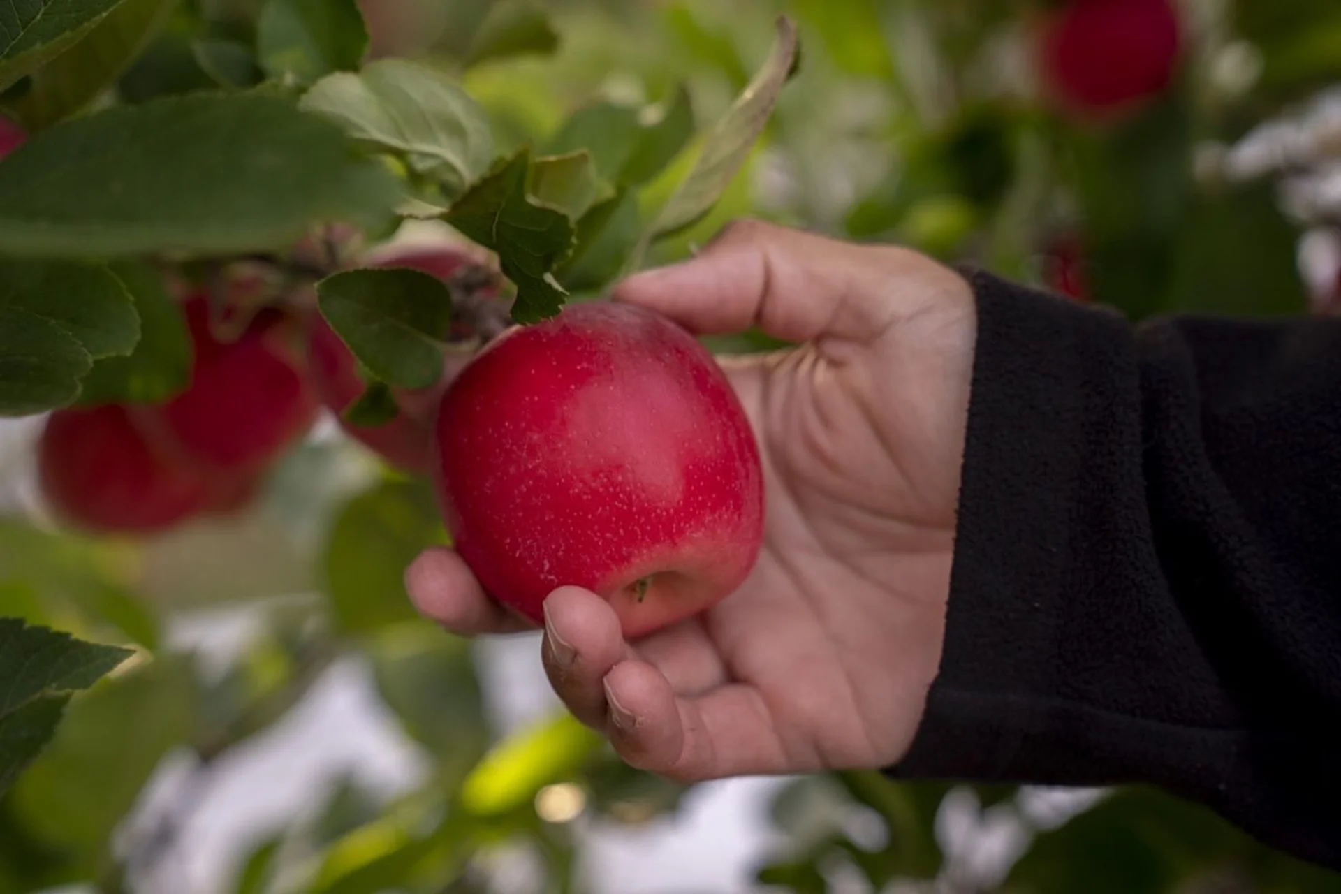Horticulture: A hand picking a ripe red apple from a tree, surrounded by green leaves.