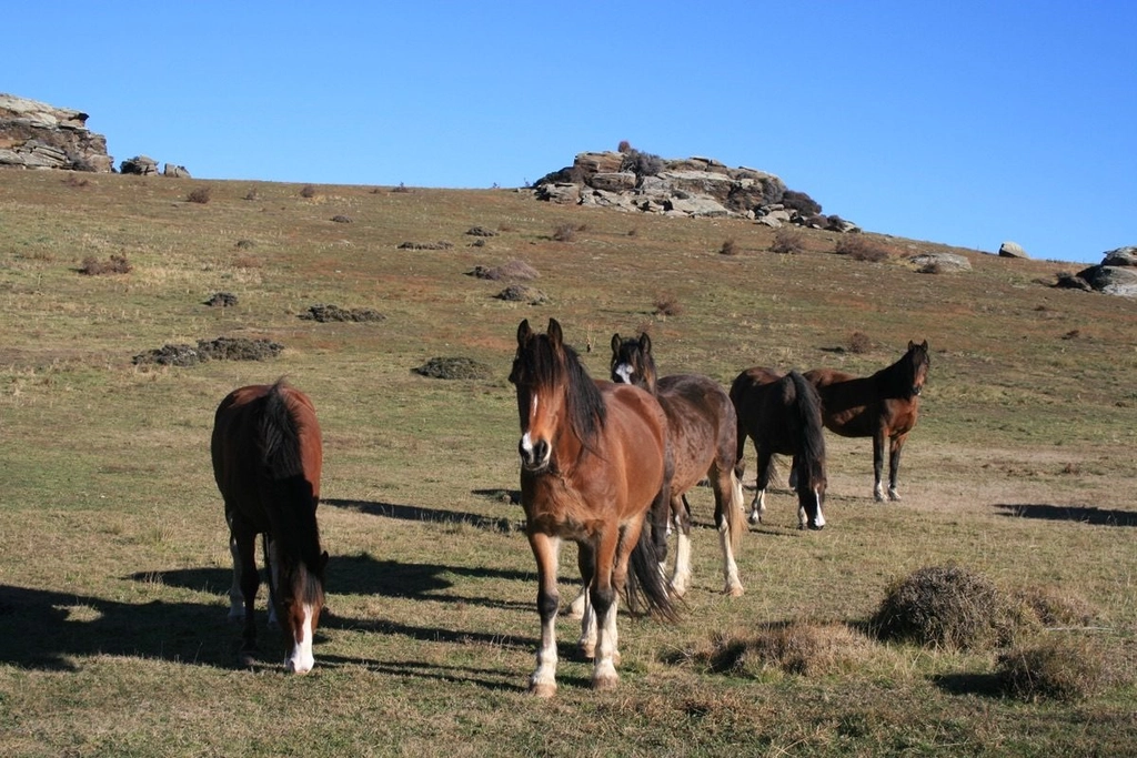 Understanding horse gut biome