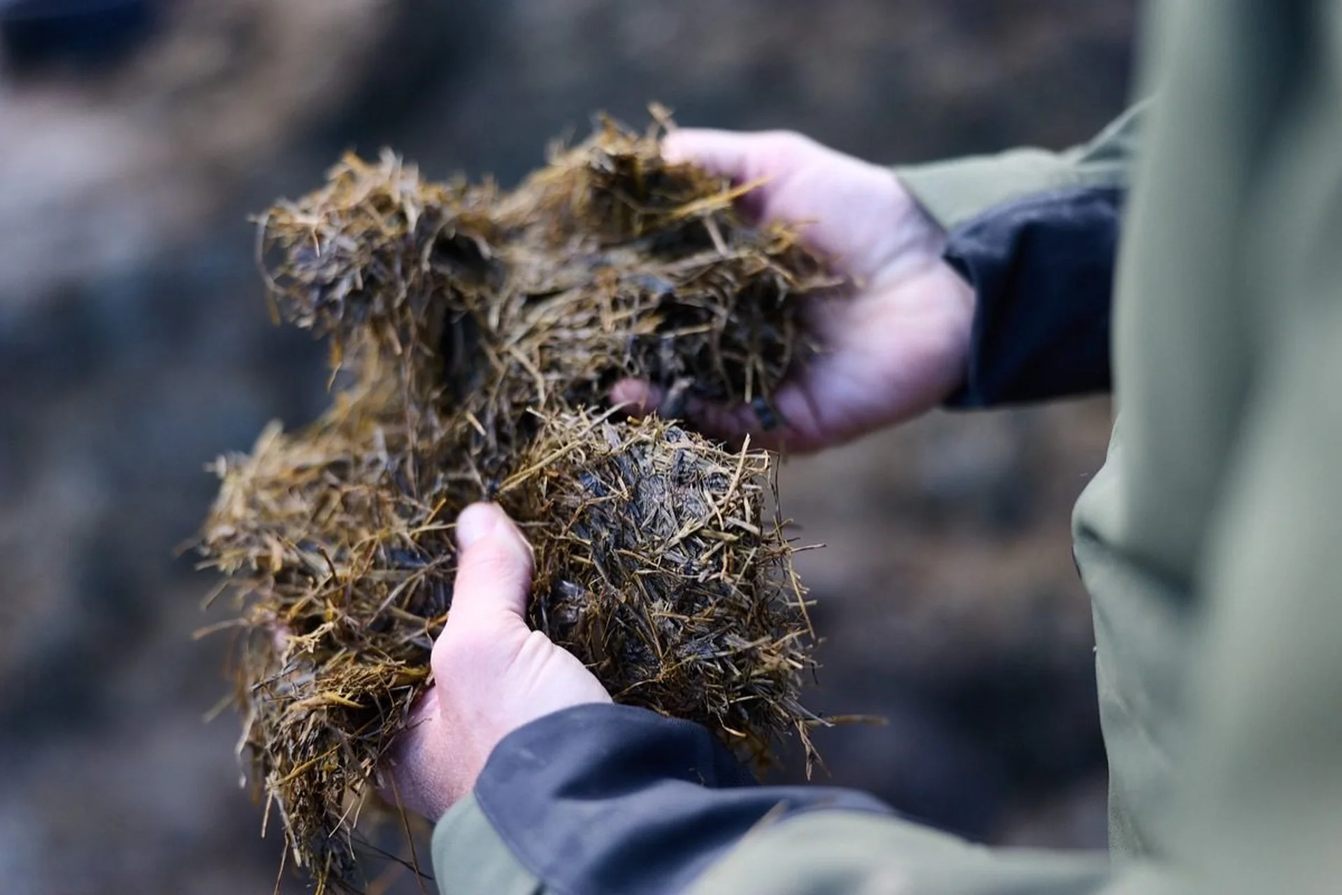Quality guaranteed: Hands holding a clump of forage feed outdoors, with a blurred earthy background.