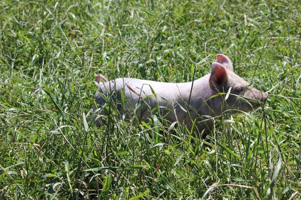 Essential nutrition backyard pigs