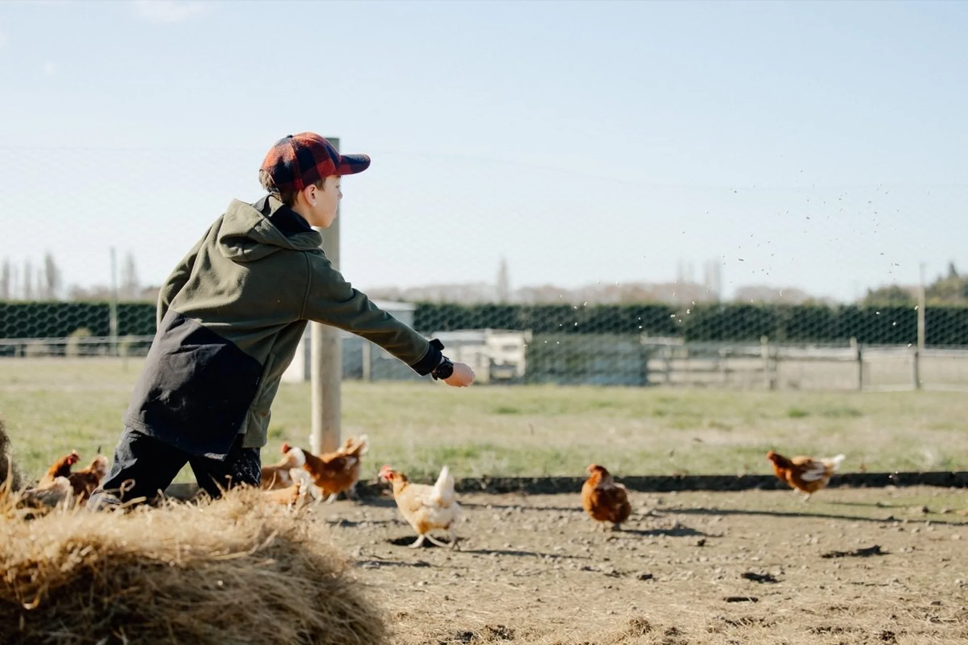 Shop with Farmlands: A person in a cap and jacket feeds chickens in an outdoor enclosure on a sunny day.