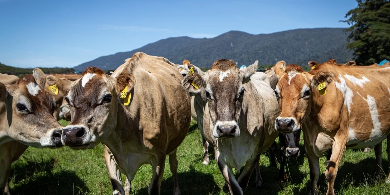 Shop with Farmlands: A group of cows stands closely together on a grassy field with mountains and a clear blue sky.