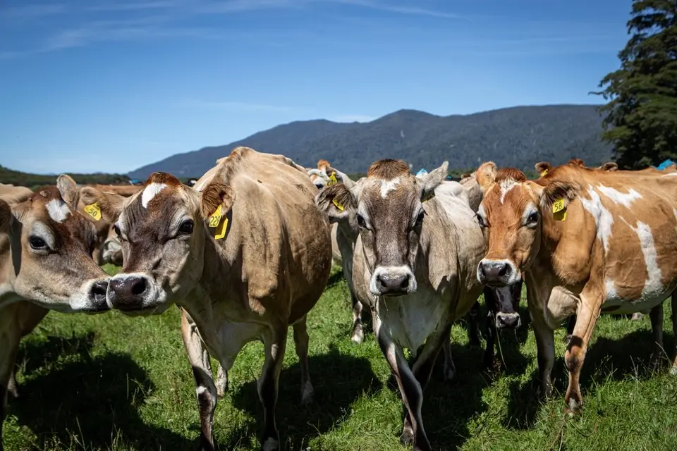 Shop with Farmlands: A group of cows stands closely together on a grassy field with mountains and a clear blue sky.