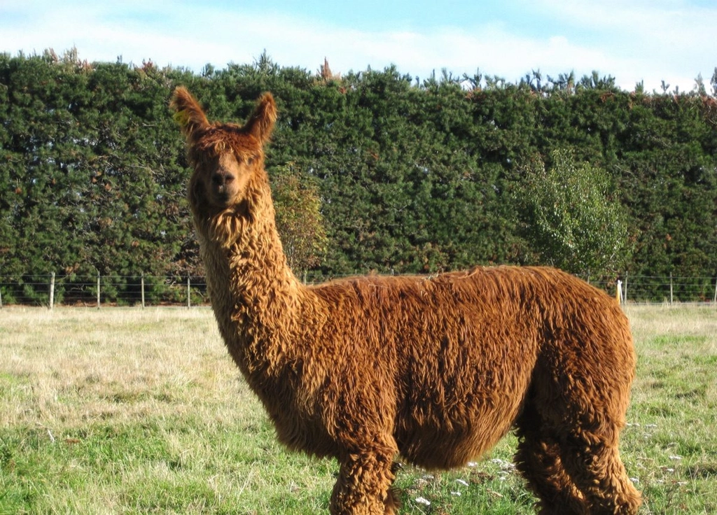 Alpaca unique animals unique requirements