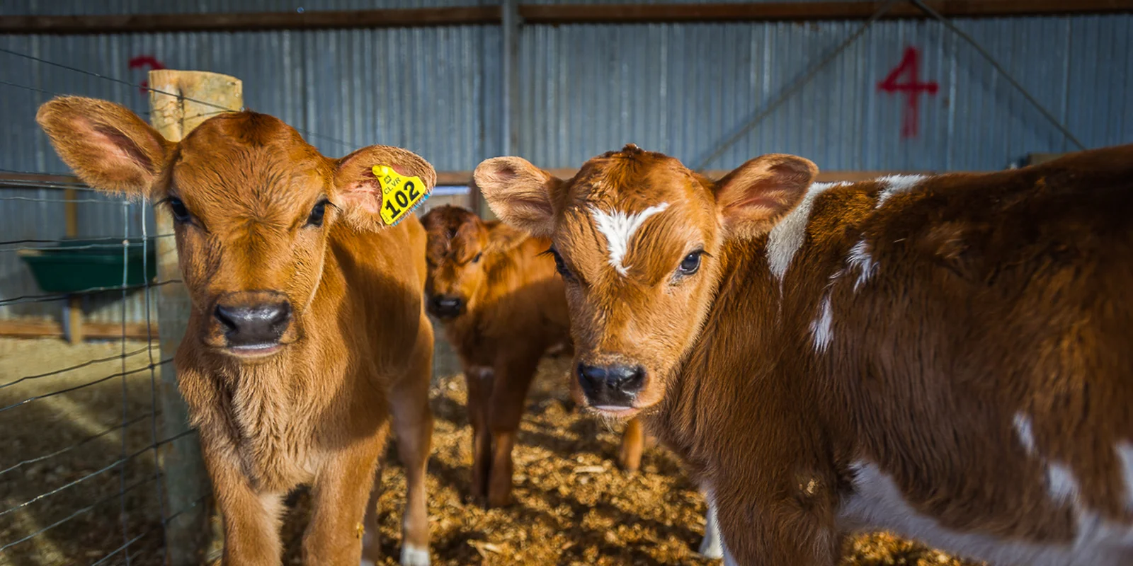 Three brown calves stand in a sunlit barn with straw flooring. The left calf has a yellow ear tag marked "102."