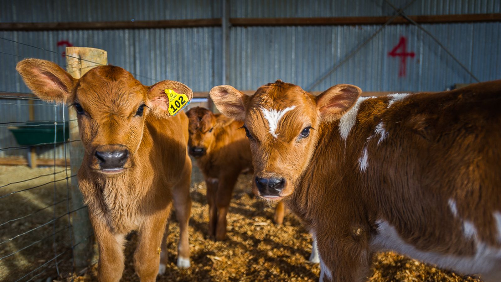 Calf Rearing Guide Autumn Calf Rearing Guide for NZ Farmers | Farmlands