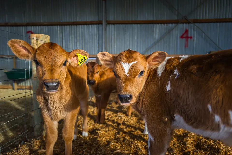 Three brown calves stand in a sunlit barn with straw flooring. The left calf has a yellow ear tag marked "102."