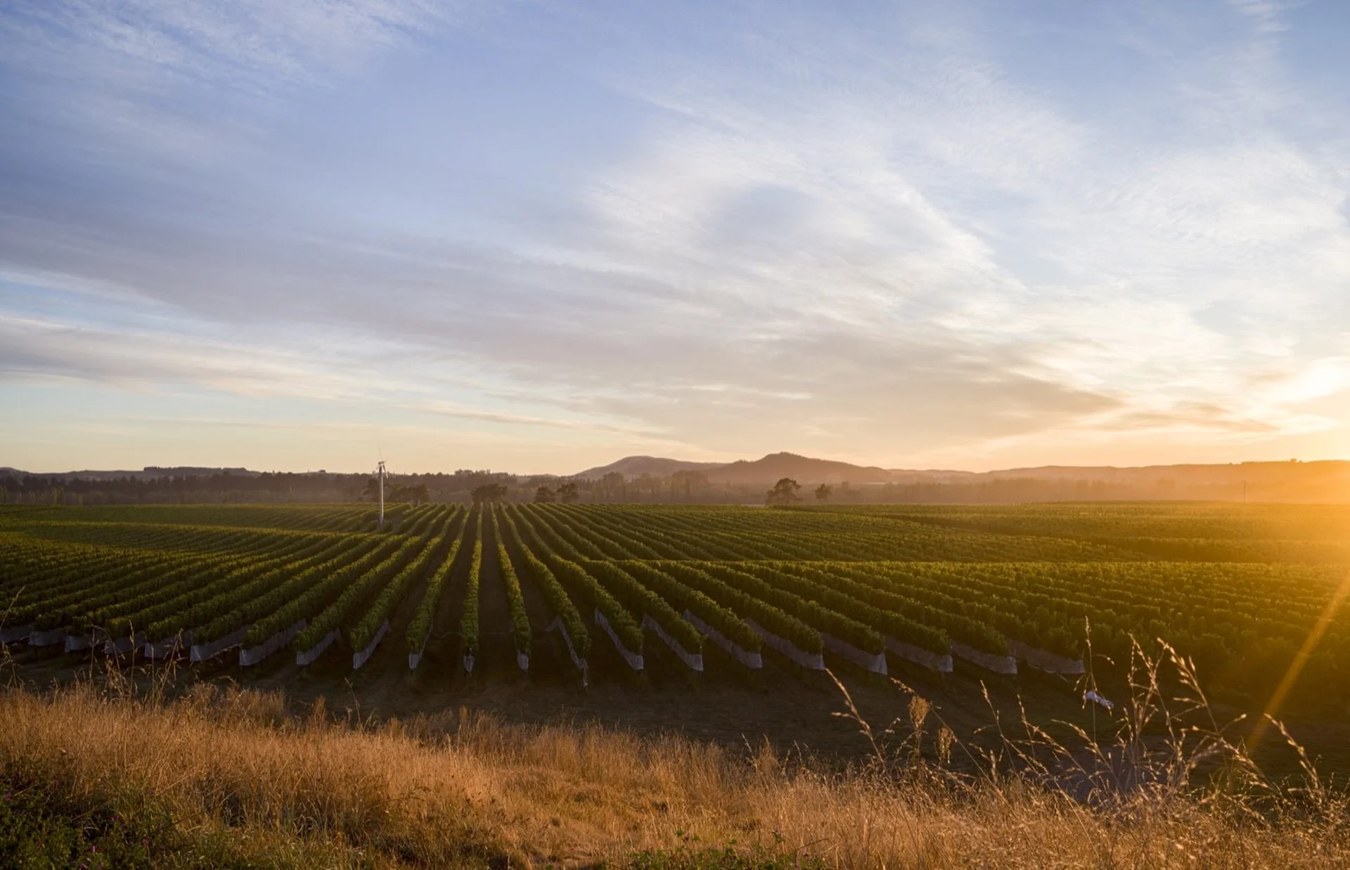 Help & Support: Vineyard rows in a sprawling Hawke's Bay landscape at sunset, with soft clouds and a golden glow on the horizon.