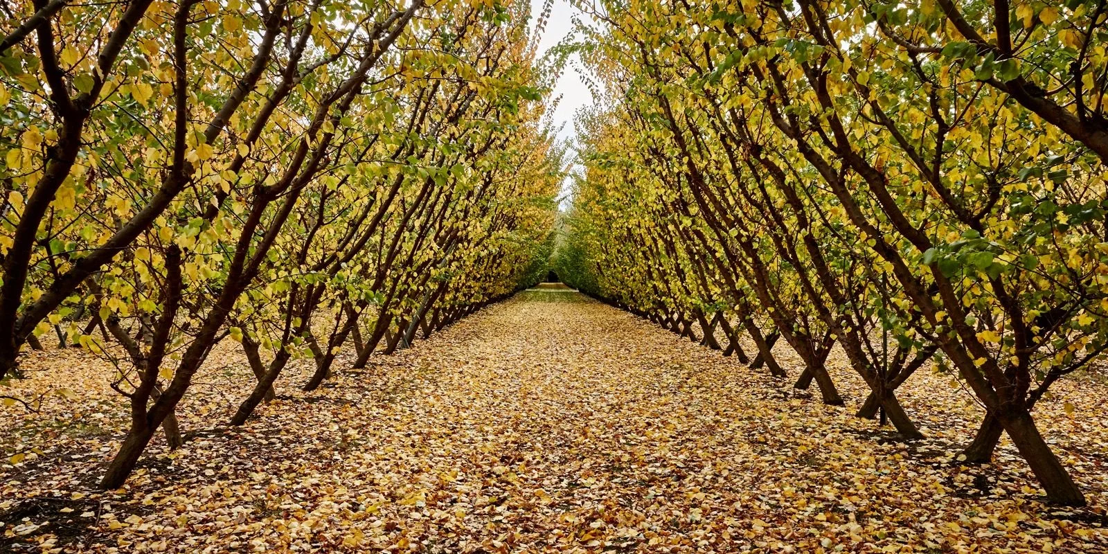 Post-harvest orchard care: Rows of trees with yellow leaves line a path covered in fallen foliage, creating a tunnel effect in an orchard during