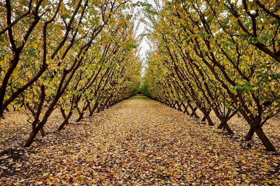 Post-harvest orchard care: Rows of trees with yellow leaves line a path covered in fallen foliage, creating a tunnel effect in an orchard during