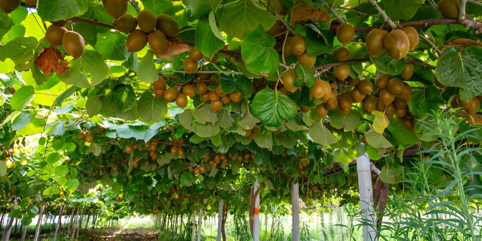 Post-harvest orchard nutrition: Lush kiwi vines laden with ripe fruit hanging overhead, creating a canopy in a sunny orchard.