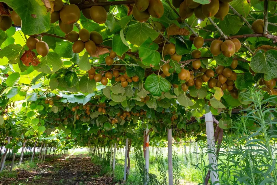 Post-harvest orchard nutrition: Lush kiwi vines laden with ripe fruit hanging overhead, creating a canopy in a sunny orchard.