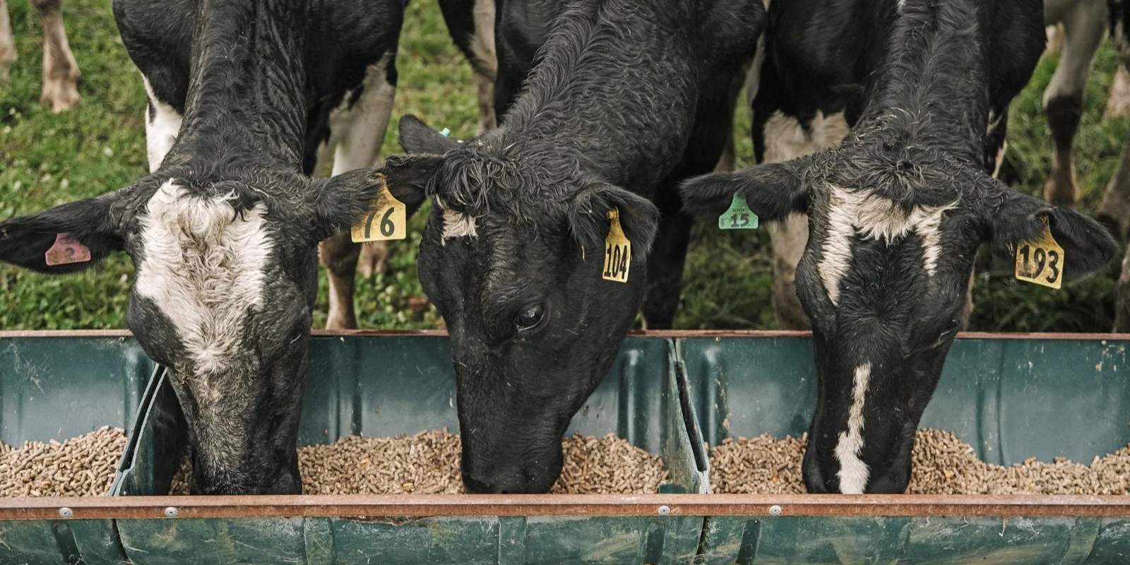 Nutrition and health for autumn calvers: Three cows with numbered ear tags eat from a metal trough filled with feed, standing on green grass.