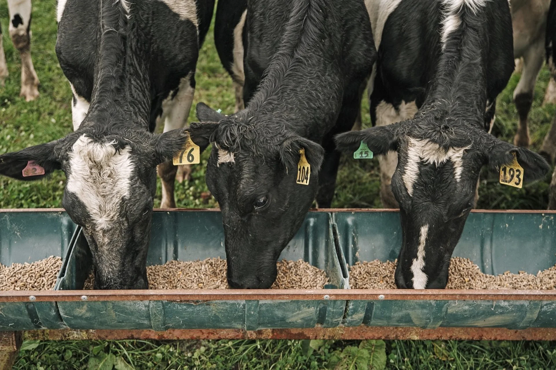 Nutrition and health for autumn calvers: Three cows with numbered ear tags eat from a metal trough filled with feed, standing on green grass.