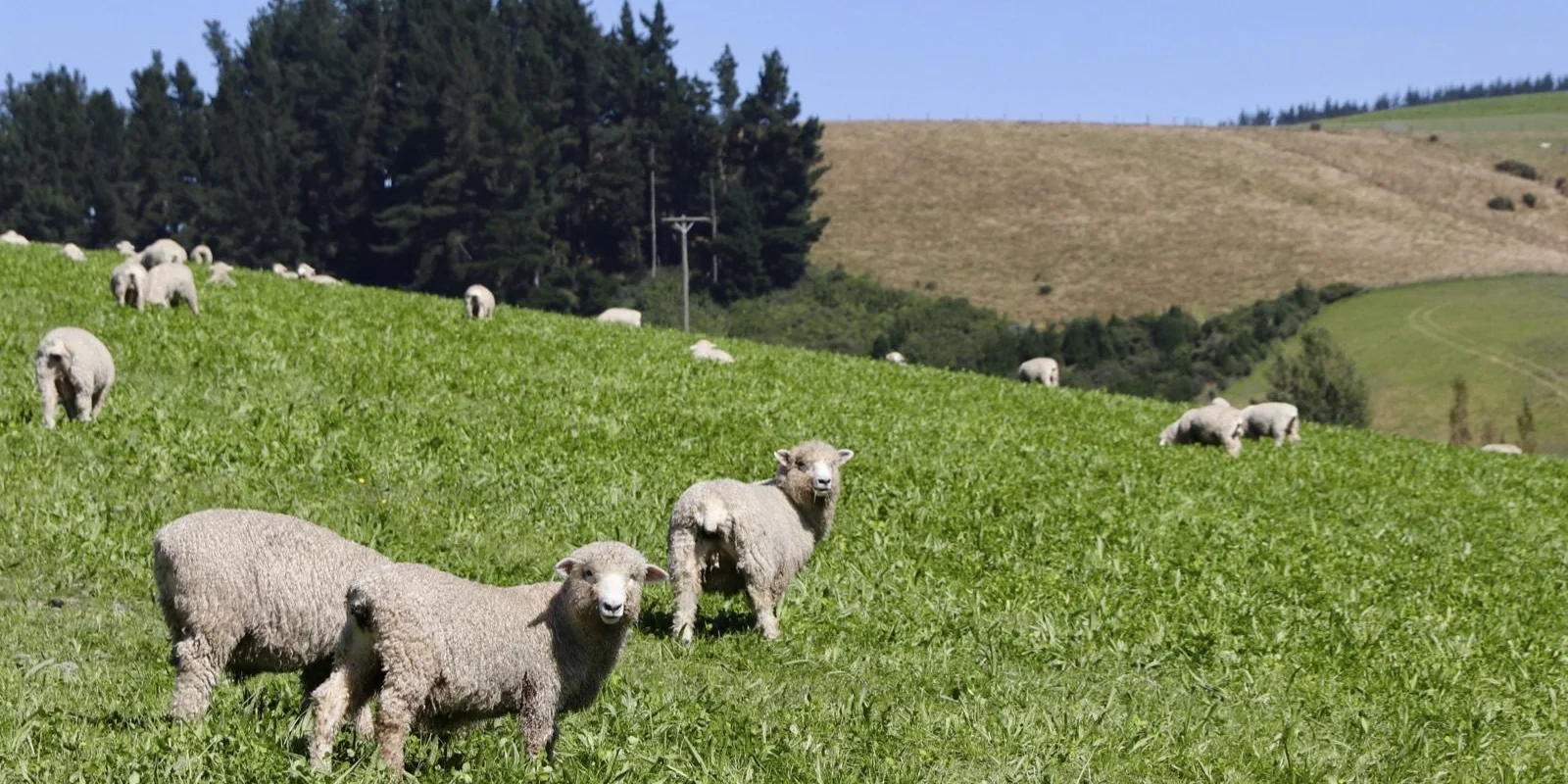 Facial eczema spore testing: Sheep grazing on a lush green hillside, with a backdrop of trees and a clear blue sky.