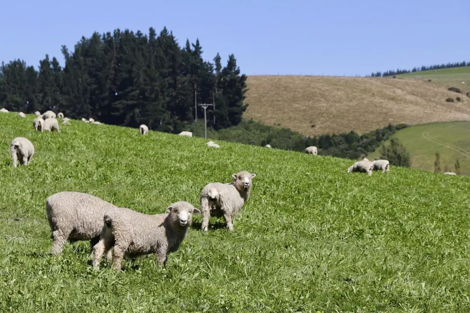 Facial eczema spore testing: Sheep grazing on a lush green hillside, with a backdrop of trees and a clear blue sky.