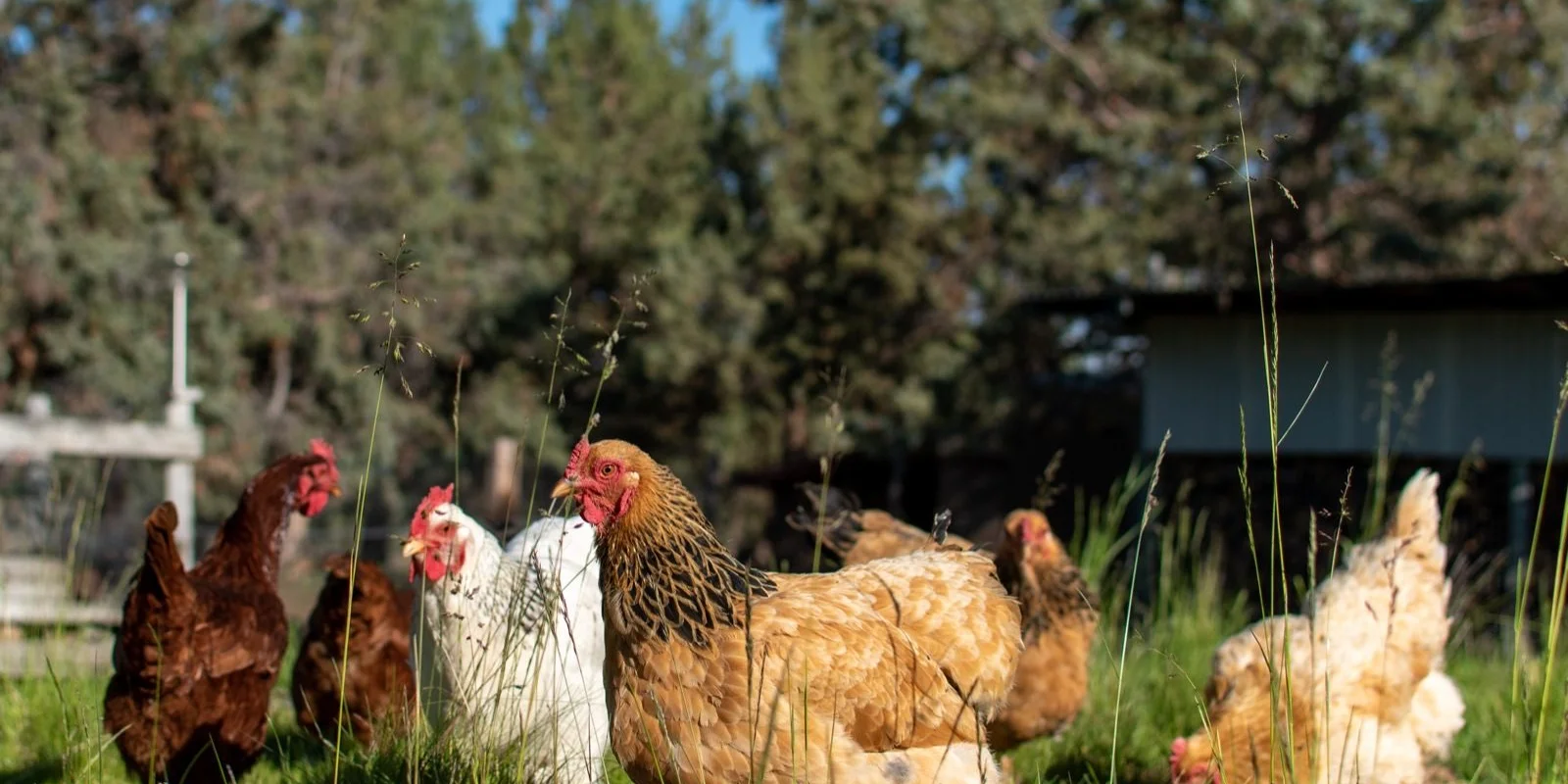 Summer chook care tips