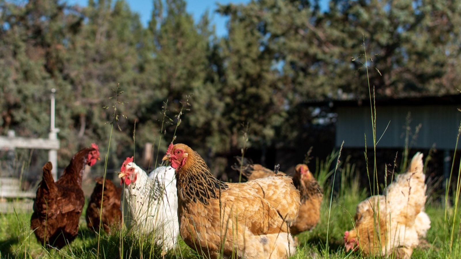 Summer Care Tips for Backyard Chooks in NZ | Farmlands
