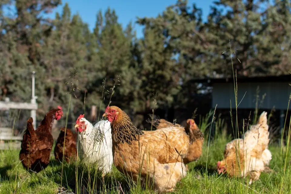Summer chook care tips