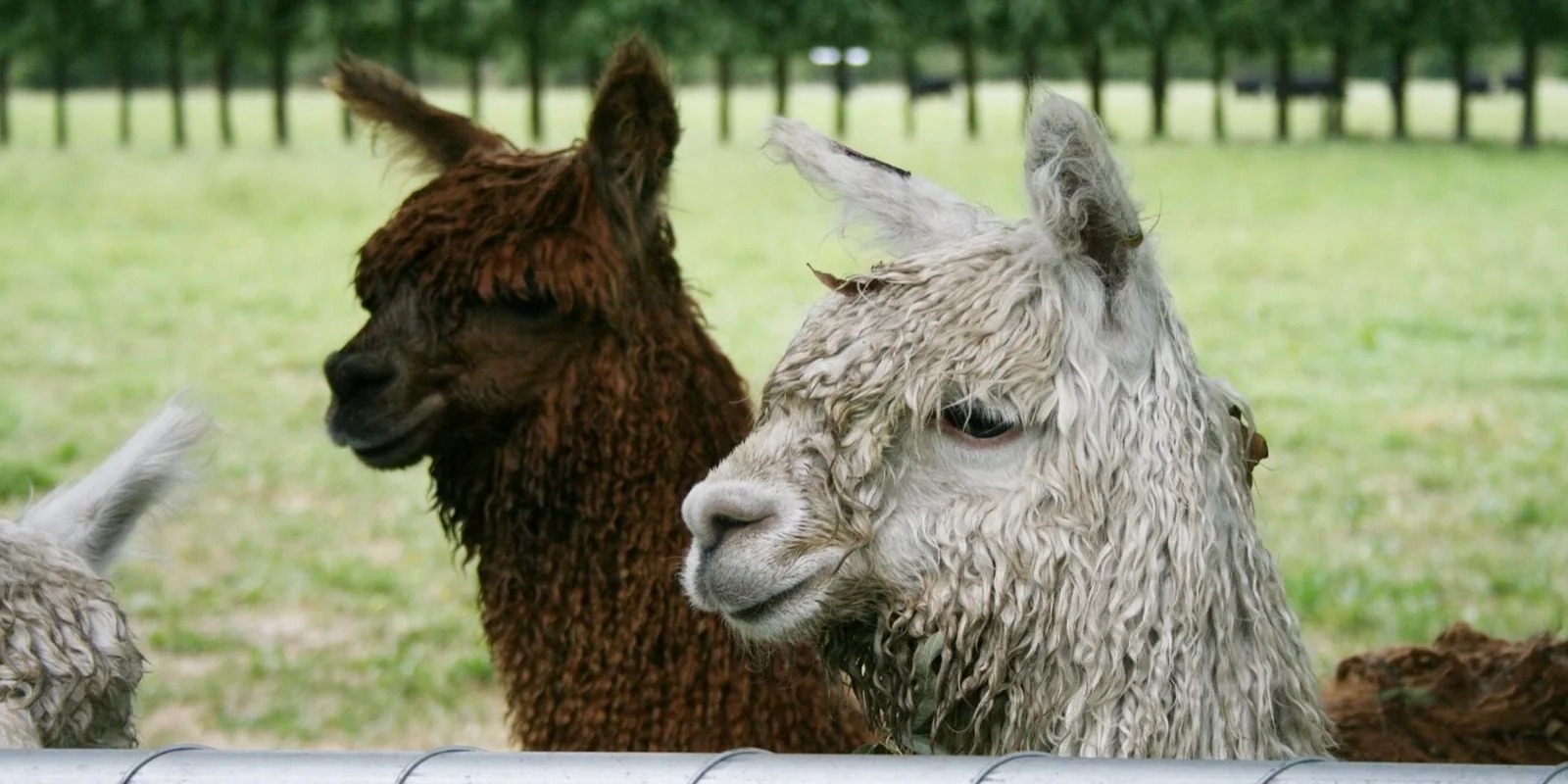 Alpaca unique animals unique requirements