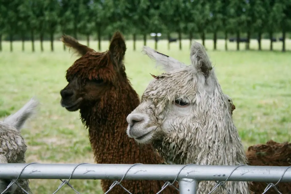 Alpaca unique animals unique requirements