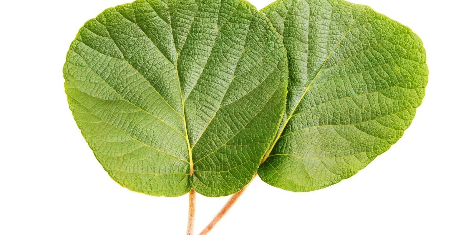 Kiwifruit leaf fall PSA control: Two green, heart-shaped leaves on short stems against a white background, showcasing prominent veins and a textured