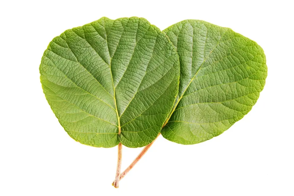 Kiwifruit leaf fall PSA control: Two green, heart-shaped leaves on short stems against a white background, showcasing prominent veins and a textured