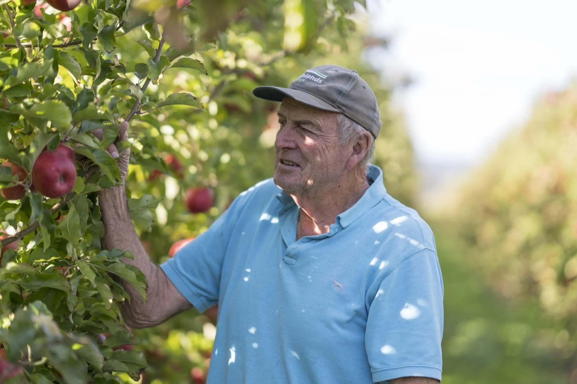 Farmlands Finance: Older man in a cap and blue shirt examines red apples on a tree in an orchard, surrounded by greenery and sunlight.