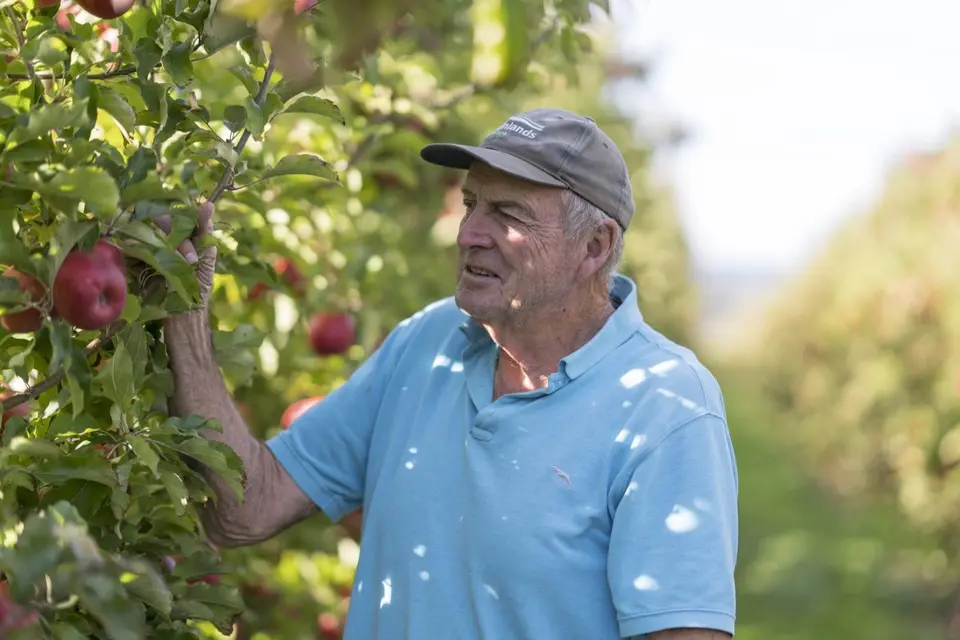 Farmlands Finance: Older man in a cap and blue shirt examines red apples on a tree in an orchard, surrounded by greenery and sunlight.