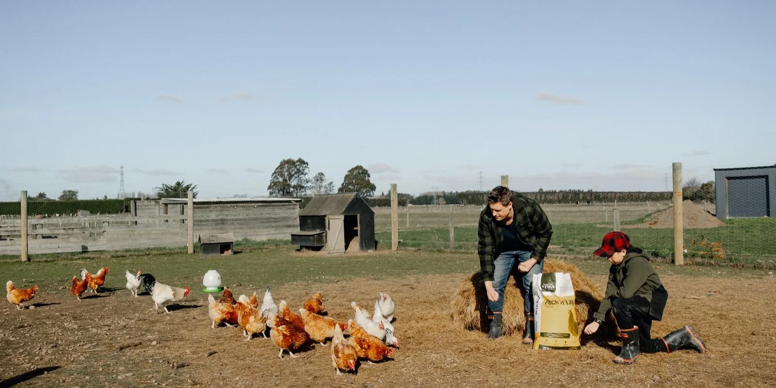 Benefits pecking blocks poultry