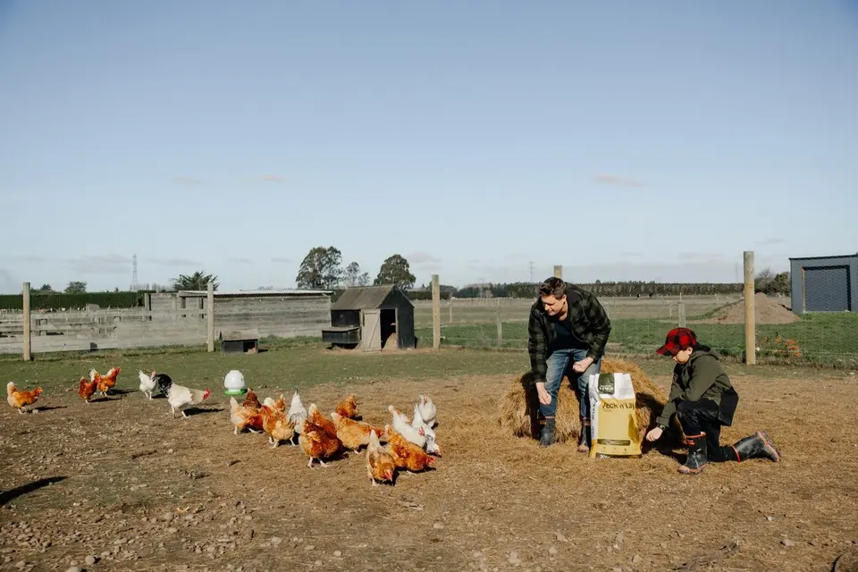 Benefits pecking blocks poultry