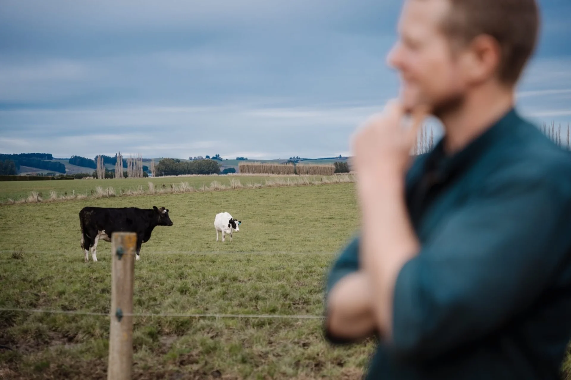 Shop with Farmlands: Blurred person in the foreground observing two cows grazing in a grassy field with a cloudy sky.
