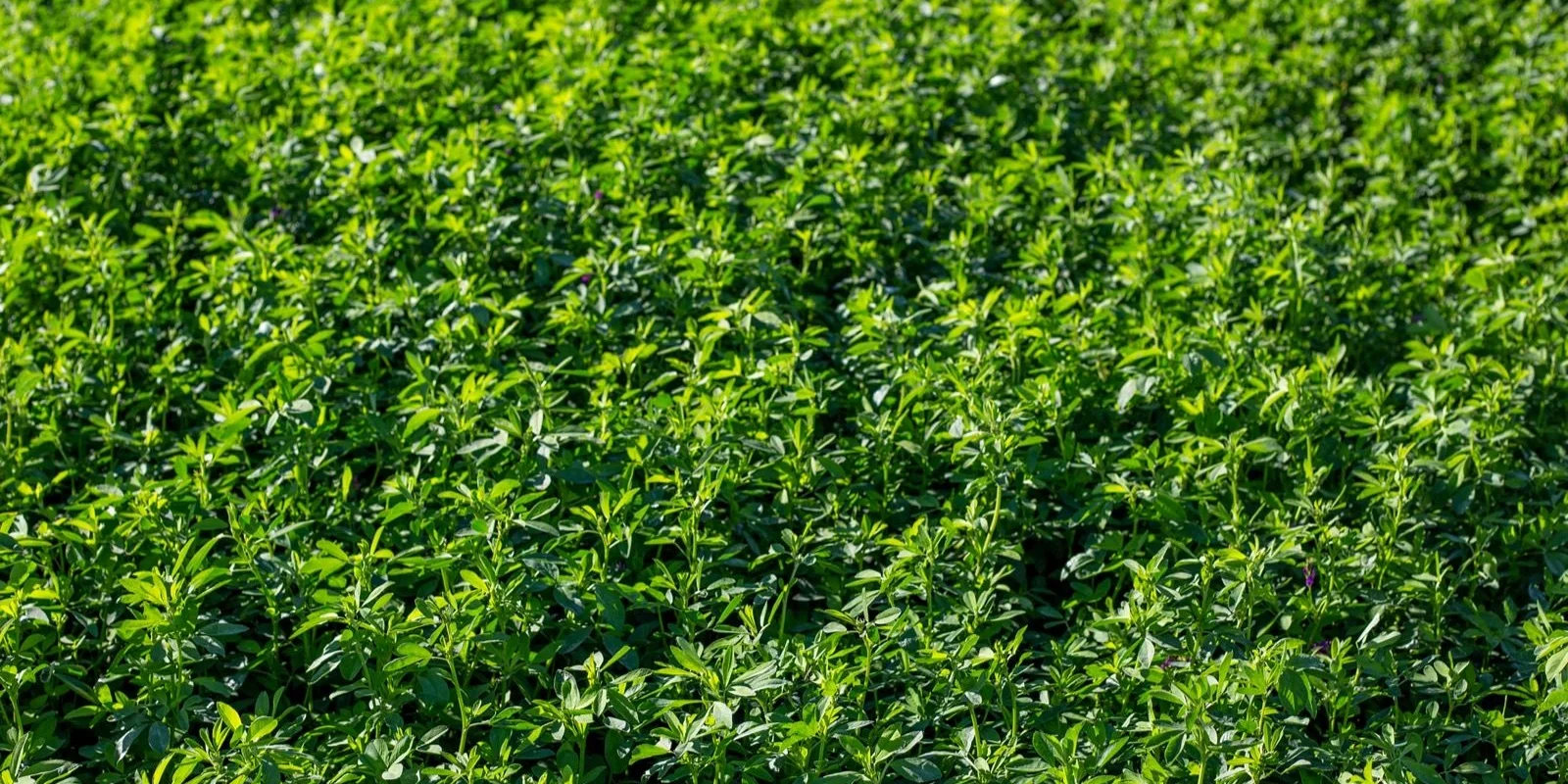 Growing lucerne forage quality