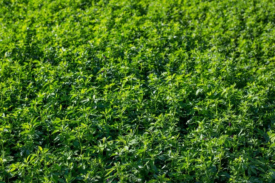 Growing lucerne forage quality