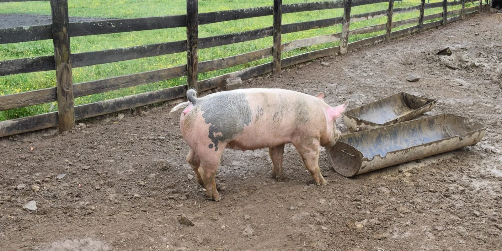 Essential nutrition backyard pigs