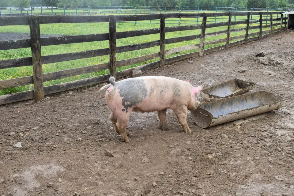 Essential nutrition backyard pigs