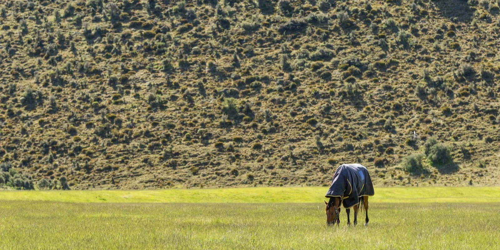 Understanding horse gut biome