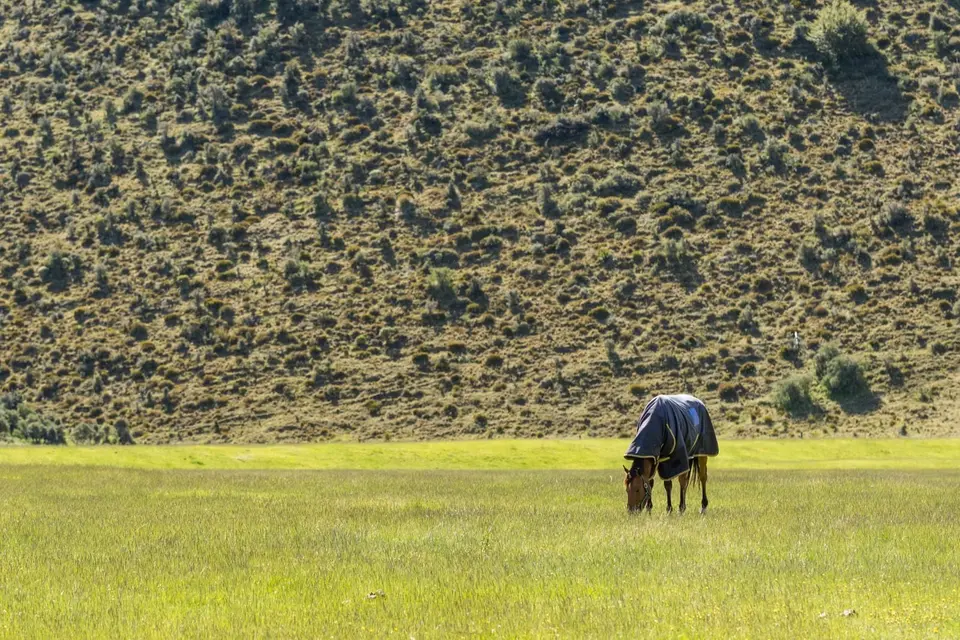 Understanding horse gut biome