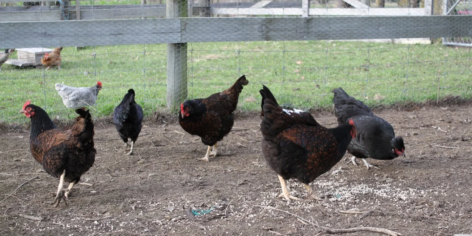 Caring laying chickens