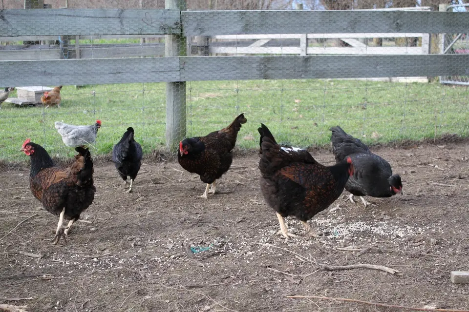 Caring laying chickens