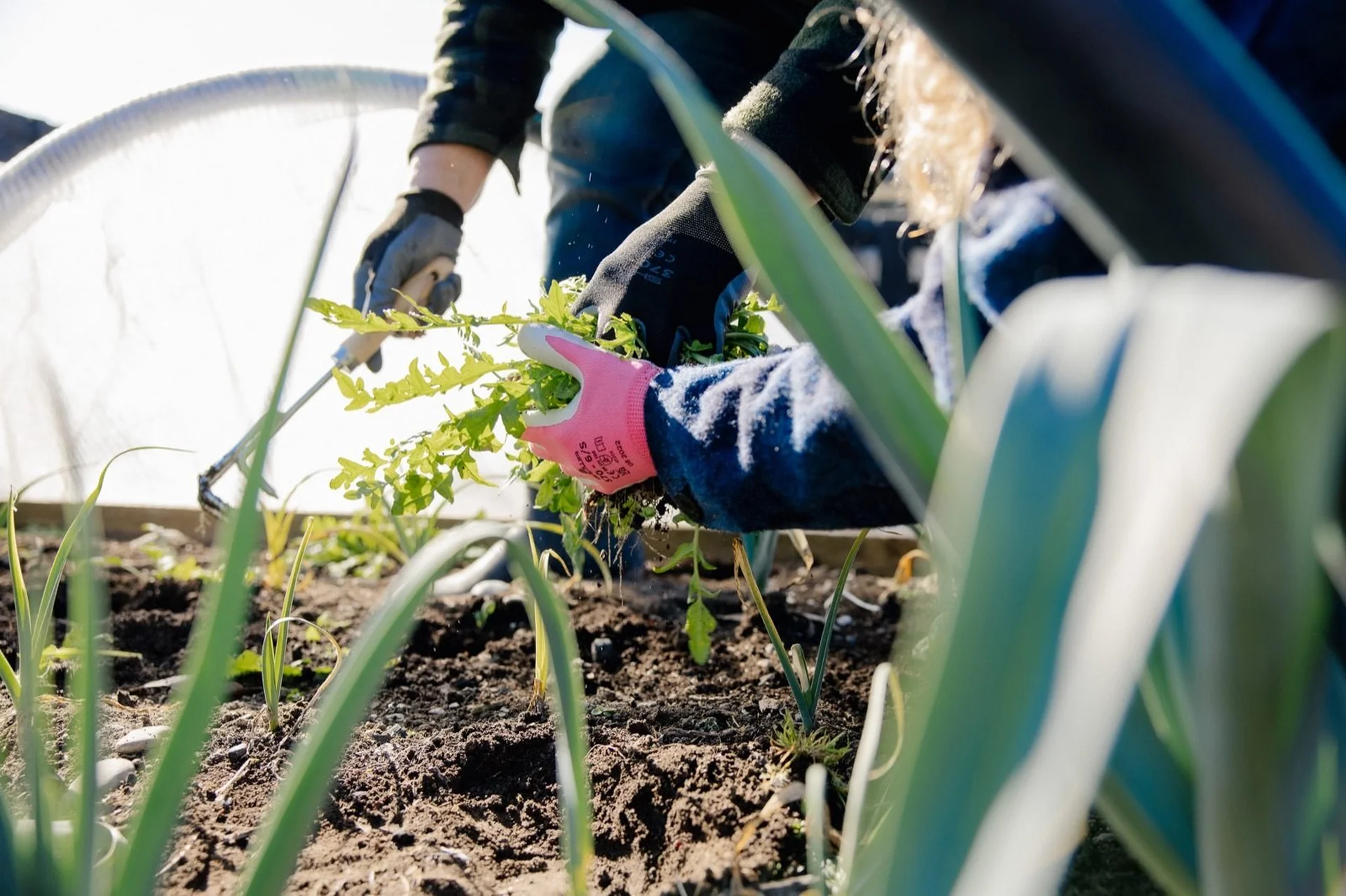 Farmlands Community: Two people gardening, one wearing pink gloves, plant seedlings in soil among green leaves under sunlight.
