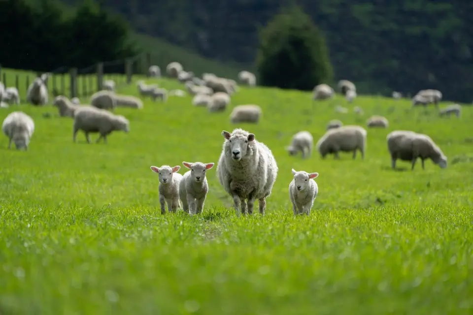 Essential lamb vaccination guide