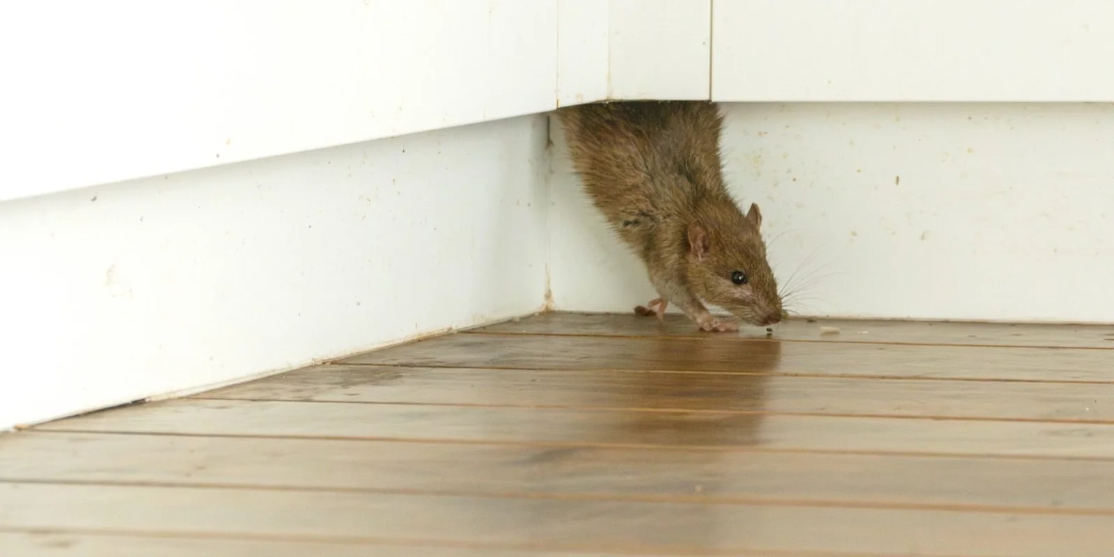 Rodent baiting winter guide