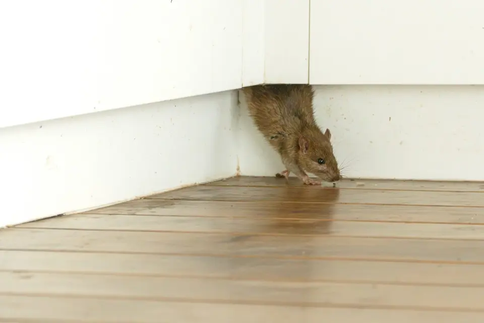 Rodent baiting winter guide